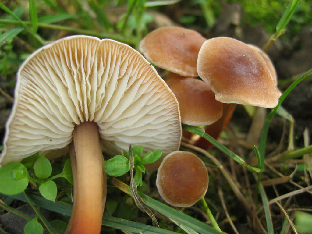 2005 :  Un anno di funghi